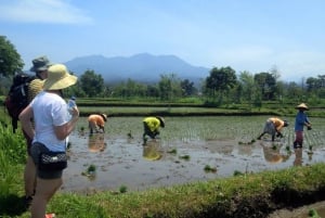 Wandeltocht door rijstvelden in Lombok