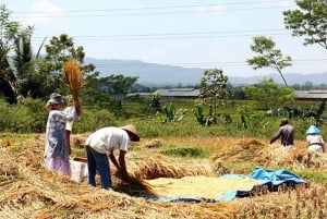 Excursão a pé pelo campo de arroz de Lombok
