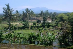 Visite à pied de la rizière de Lombok