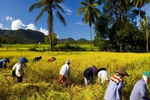 Recorrido a pie por los campos de arroz de Lombok