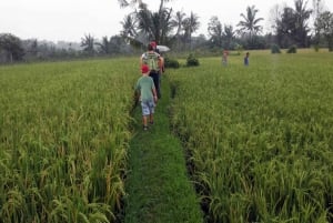 Wandeltocht door rijstvelden in Lombok