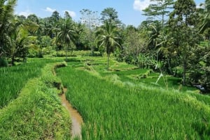 Lombok: Vandringstur på risterrasser og Benang Kelambu-fossen