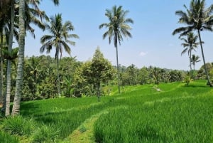Lombok: Rice Terrace Walking Tour & Benang Kelambu Waterfall