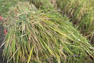 Lombok: Sasak-byar, keramik och sydstranden