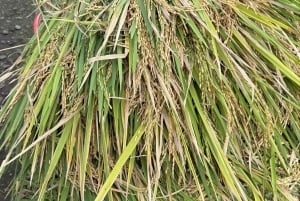 Lombok: Sasak-byar, keramik och sydstranden