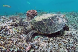Lombok : excursion secrète dans les îles Gilis