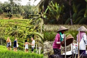 Lombok: Sendang Gile - Tiu Kelep & Selong Hills Sembalun