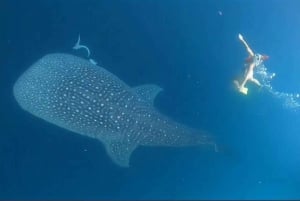 Lombok : Sharing Whale Shark Tour 2 Day 1 Night Sumbawa