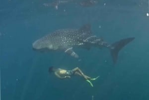 Lombok : Sharing Whale Shark Tour 2 Day 1 Night Sumbawa