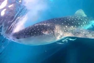 Lombok : Sharing Whale Shark Tour 2 Day 1 Night Sumbawa