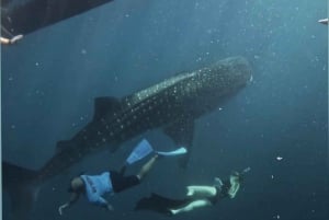 Lombok : Sharing Whale Shark Tour 2 Day 1 Night Sumbawa