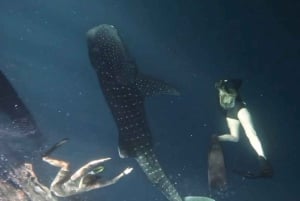 Lombok : Sharing Whale Shark Tour 2 Day 1 Night Sumbawa