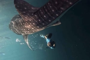 Lombok : Sharing Whale Shark Tour 2 Day 1 Night Sumbawa