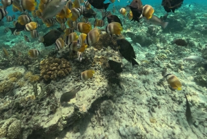 Сноркелинг на Ломбоке в Гили Нанггу, Танконг, Судак и Кедис