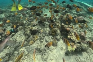 Сноркелинг на Ломбоке в Гили Нанггу, Танконг, Судак и Кедис