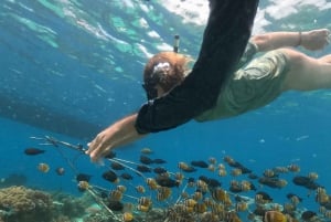 Сноркелинг на Ломбоке в Гили Нанггу, Танконг, Судак и Кедис