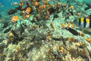 Сноркелинг на Ломбоке в Гили Нанггу, Танконг, Судак и Кедис