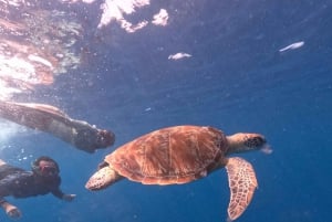 Сноркелинг на Ломбоке в Гили Нанггу, Танконг, Судак и Кедис