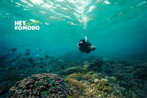 Lombok: Snorkeling Trip Gili Nanggu,Sudak & Kedis With Lunch