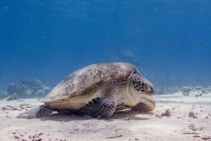 Lombok : Snorkeling Trip (Gili Trawangan, Meno & Gili Air)