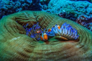 Lombok : Snorkeling Trip (Gili Trawangan, Meno & Gili Air)