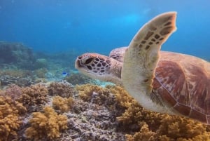 ロンボク島：シュノーケリングトリップ（ギリ・トラワンガン、メノ、ギリ・エア）