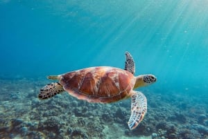 ロンボク島：シュノーケリングトリップ（ギリ・トラワンガン、メノ、ギリ・エア）