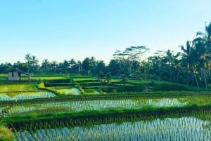 Avventura di gruppo a Lombok: trekking nella giungla e cascate