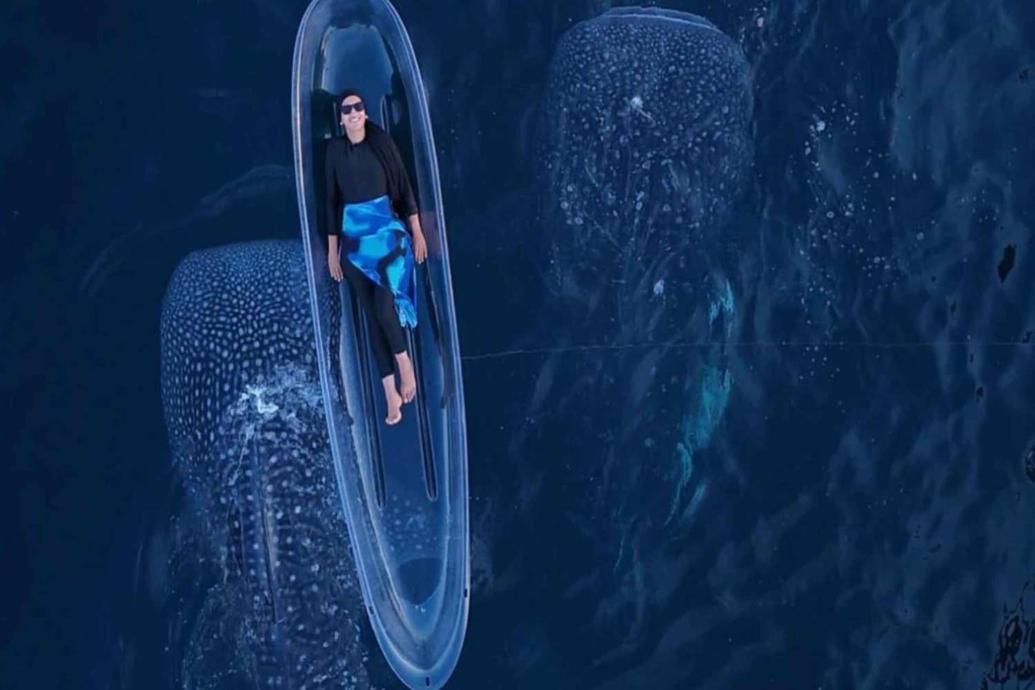 Lombok Sumbawa Sharing 2D1N Whale Shark Adventure