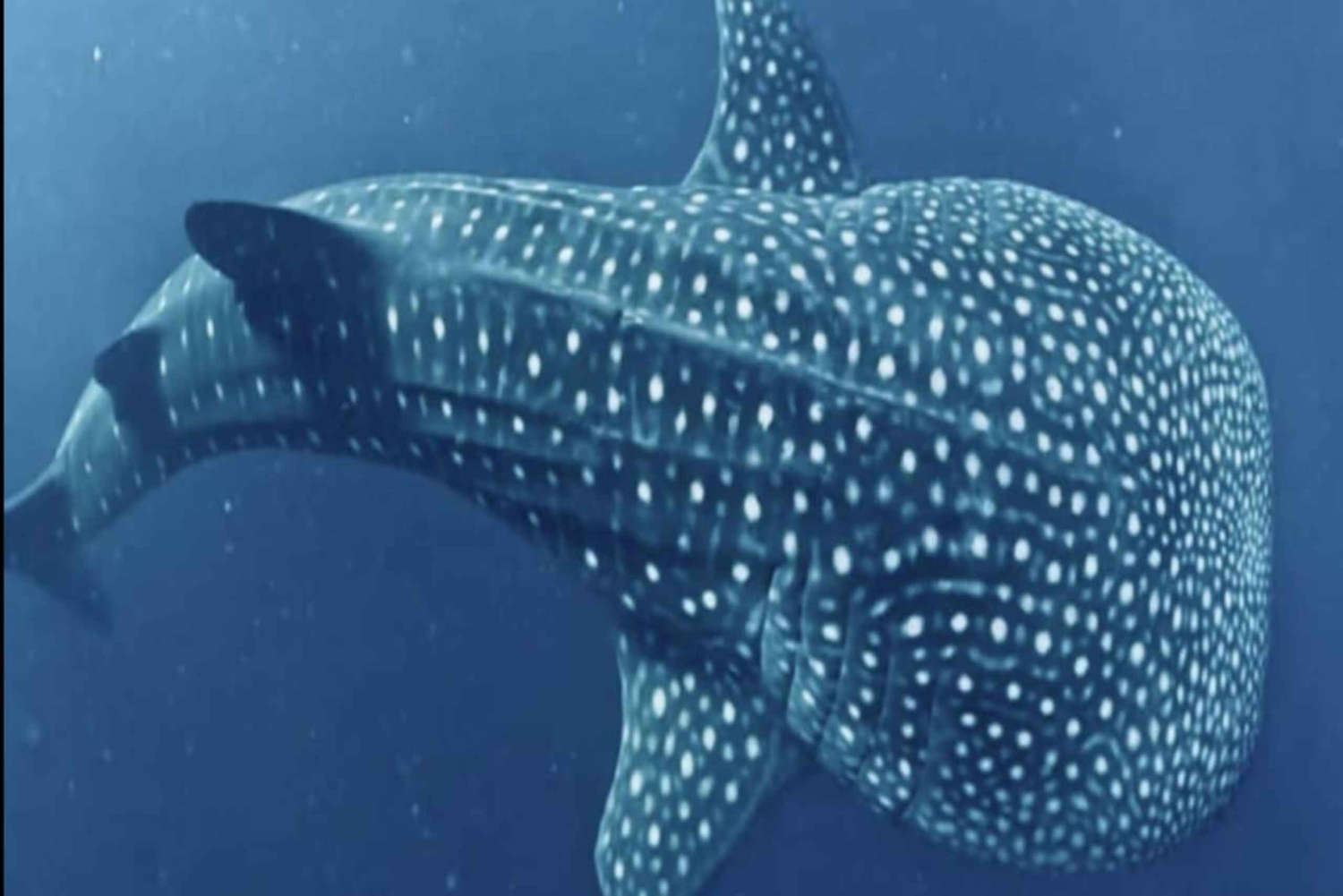 Lombok Sumbawa Sharing 2D1N Whale Shark Adventure