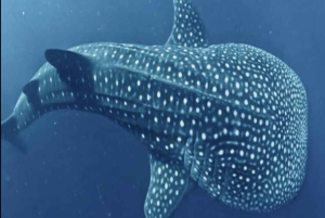 Lombok Sumbawa Sharing 2D1N Whale Shark Adventure