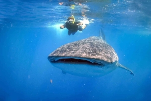 Lombok Sumbawa Sharing 2D1N Whale Shark Adventure