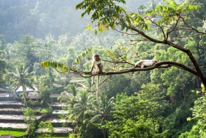 Lombok Sunset Tour: Temple, Malimbu Hill and Monkey Forest