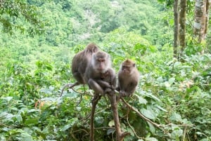 Lombok : visite de temples, Malimbu Hill et Monkey Forest