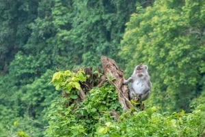 Lombok: Udflugt til tempel, Malimbu Hill og Ubud Abeskov