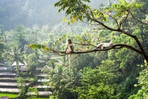 Lombok: Udflugt til tempel, Malimbu Hill og Ubud Abeskov