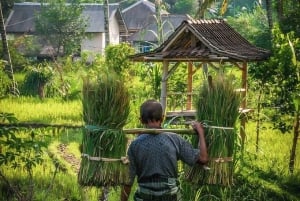 Lombok : Tandem Paragliding With Pilot, Waterfall & Village