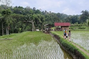 Lombok: Tetebatu Walking Tour with Monkey Forest & Waterfall