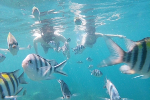 Lombok: Die besten Schnorchelmöglichkeiten in Gili nanggu, kedis & sudak