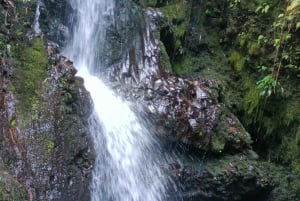 Tour di Lombok: Tetebatu, Ricefield, cascate e foresta delle scimmie