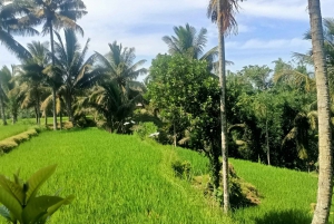 Tour di Lombok: Tetebatu, Ricefield, cascate e foresta delle scimmie