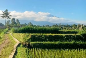 Rundvisning på Lombok: Tetebatu, rismark, vandfald og abeskov