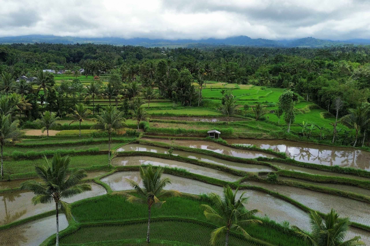 Lombok: Tur til Tetebatu risterrasse og Benang Stokel vandfald