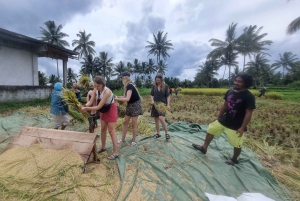 Lombok : Visite de la campagne de Tetebatu et de la cascade de Benang Stokel