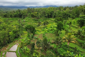Lombok: Tour Tetebatu Rice Terrace & Benang Stokel Waterfall