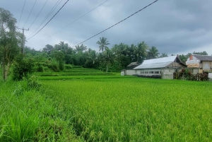 Lombok: Passeio pelo campo Tetebatu e Cachoeira Benang Stokel