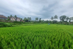 Lombok: Landtur til Tetebatu og Benang Stokel-vandfaldet