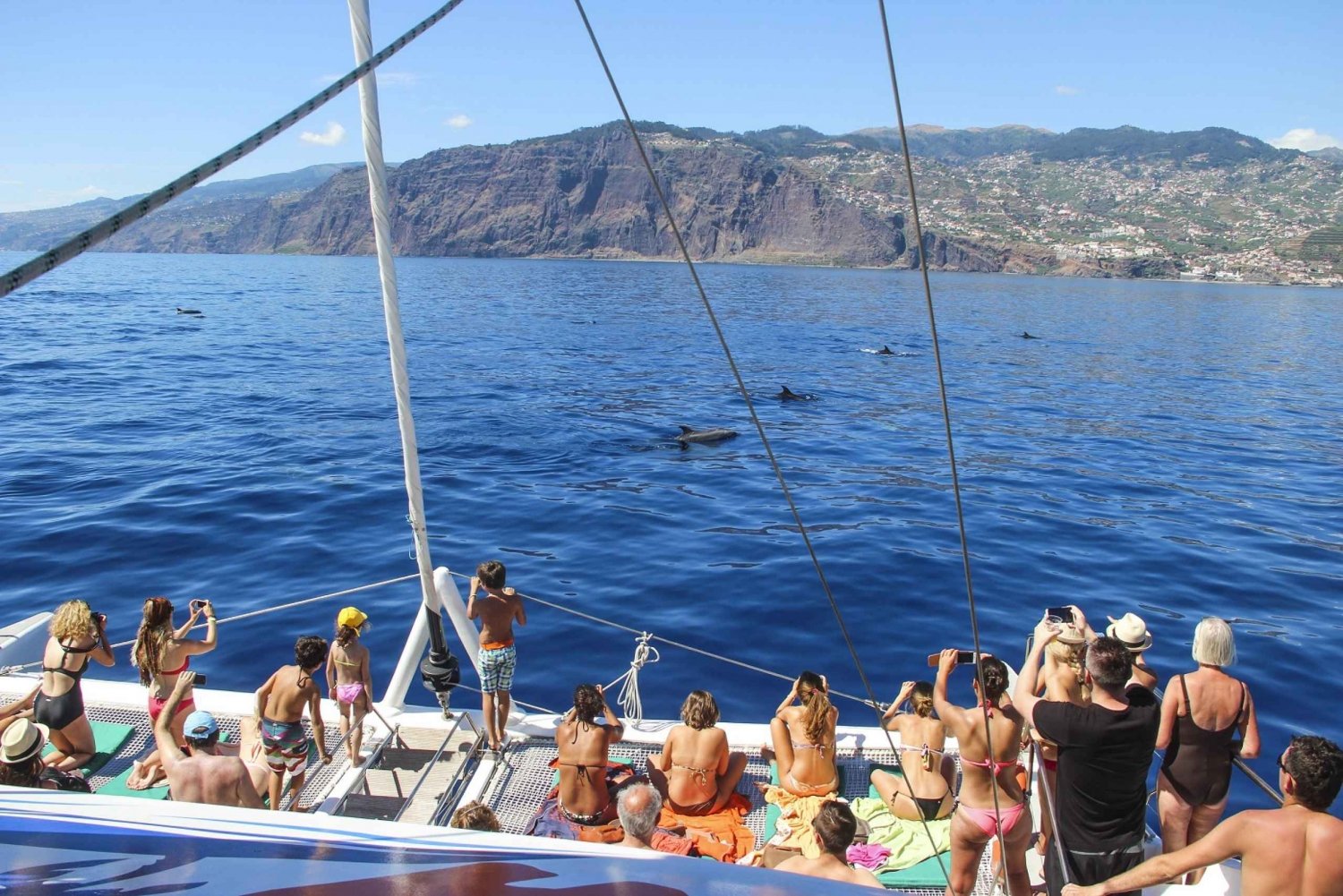 Madeira: Dolphin and Whale Watching Tour from Funchal