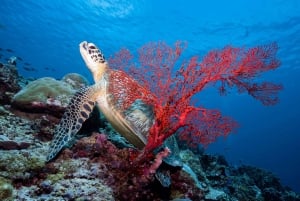 Manta Dive Gili Trawangan: Upptäck scubadykning