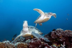 Manta Dive Gili Trawangan : Découvrez la plongée sous-marine